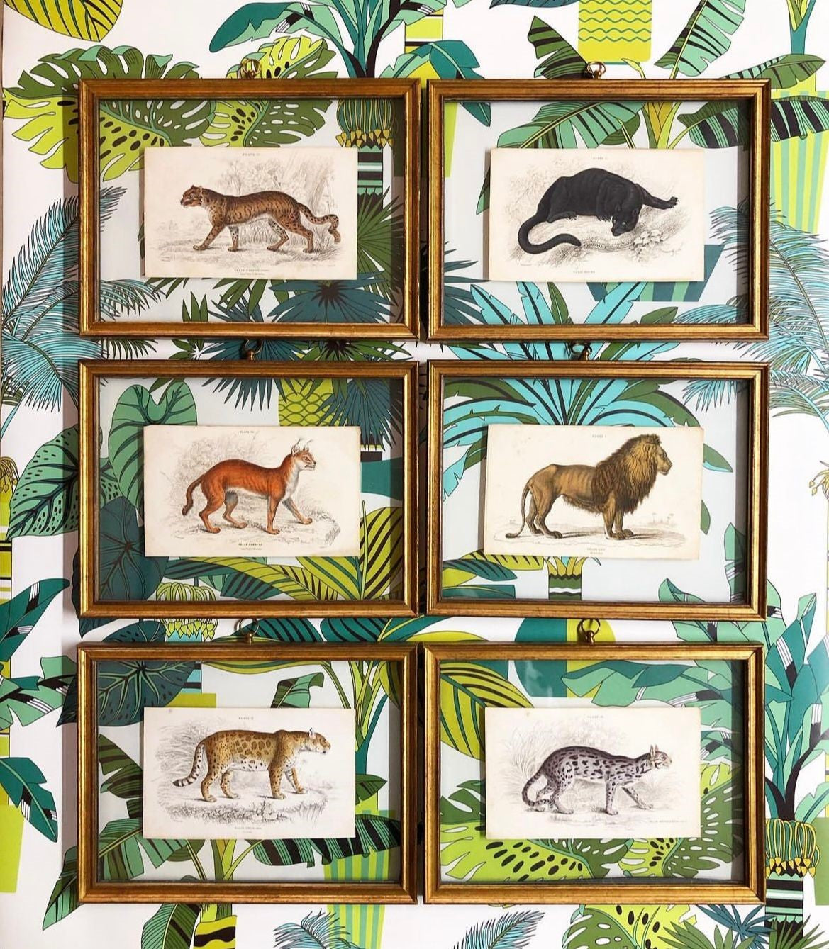 A Set of Six 19th Century Hand-Coloured Lithographs of Wild Cats by Sir William Jardine