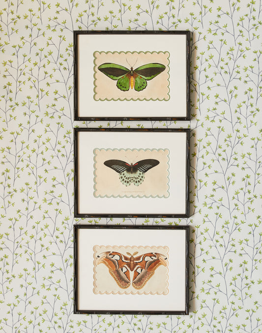 A Set of Three Hand-Coloured Copper Plate Engravings of Butterflies by Frederick Polydore Nodder