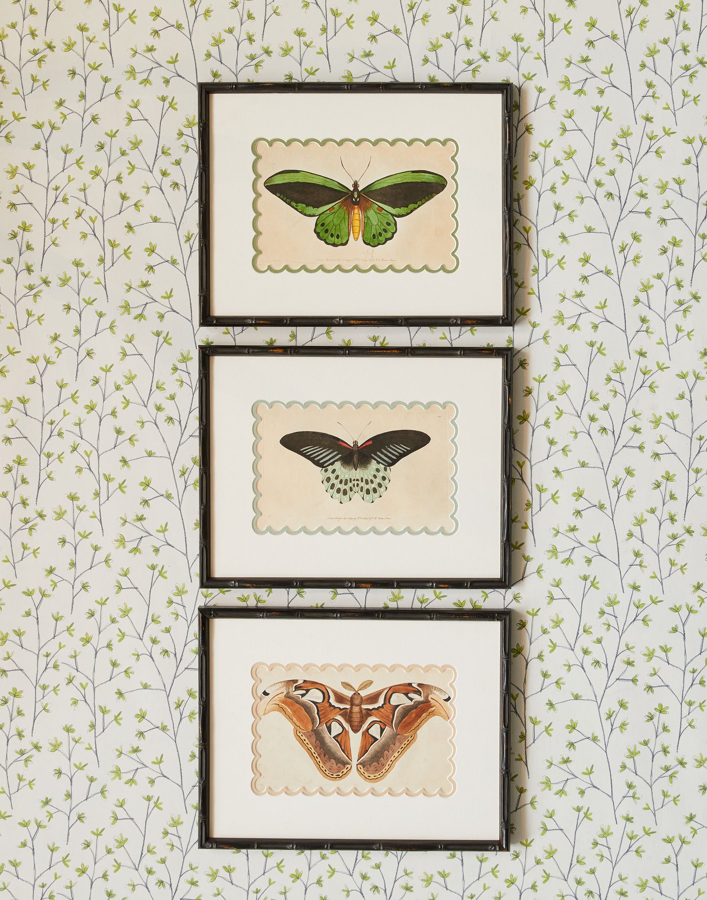 A Set of Three Hand-Coloured Copper Plate Engravings of Butterflies by Frederick Polydore Nodder