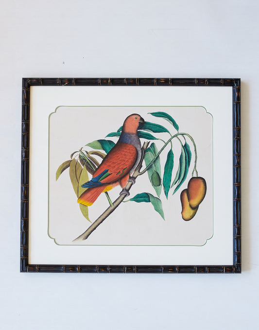 A Pair of Late 19th Century Company School Watercolours of Exotic Birds