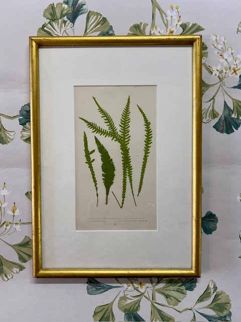 A Late 19th century Fern Print in a Worn Antique Gilt Frame