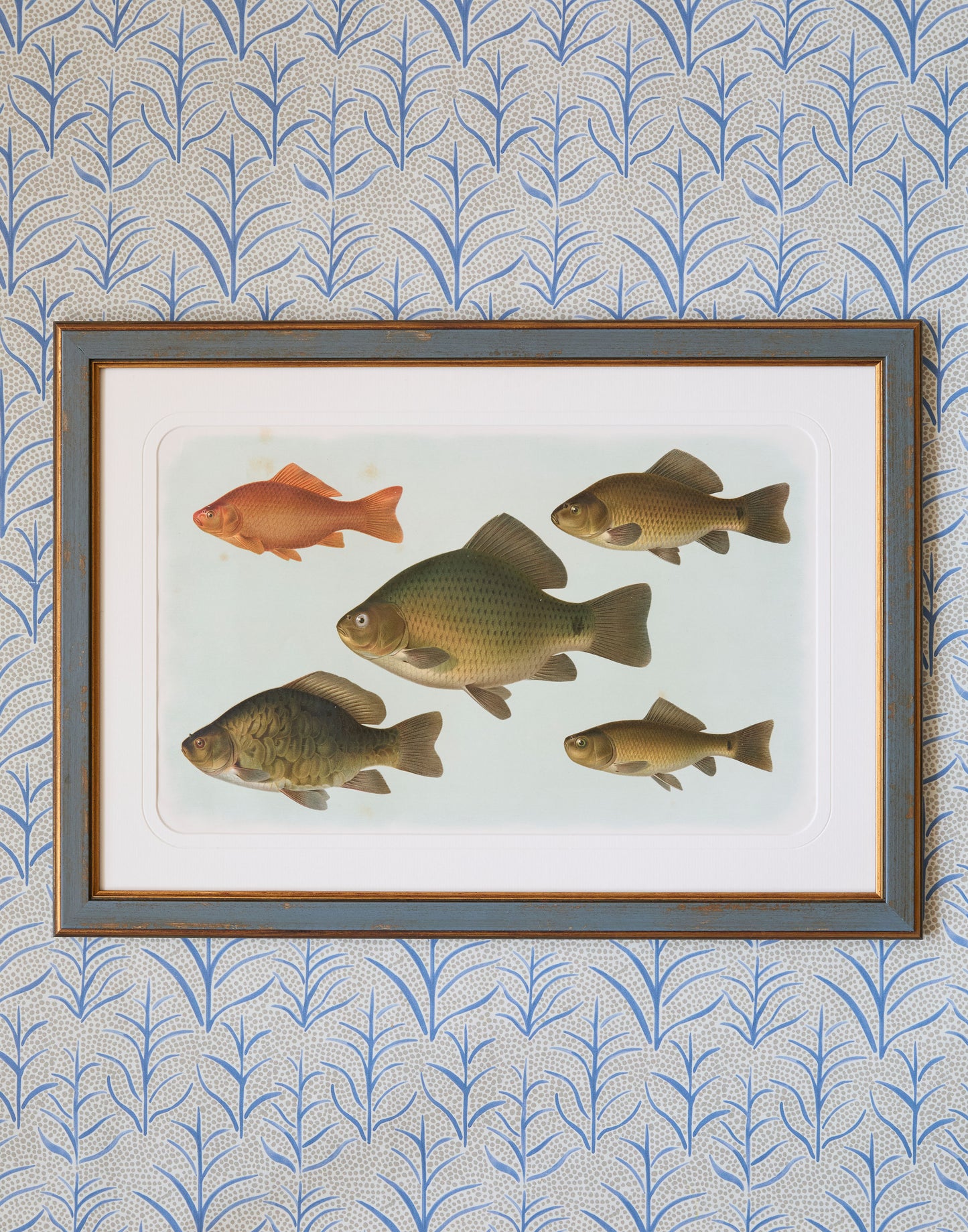 A Set of Six Early 20th Century Coloured Chromolithographs of Freshwater Fish from Central Europe