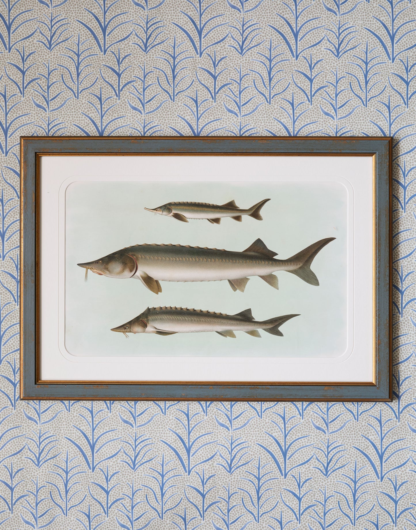 A Set of Six Early 20th Century Coloured Chromolithographs of Freshwater Fish from Central Europe