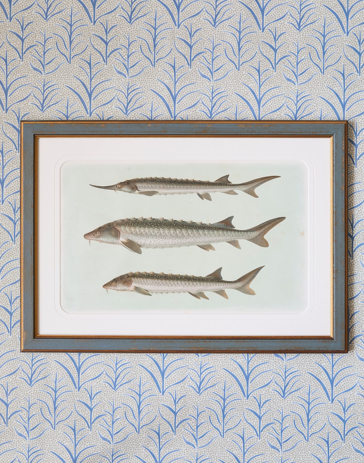 A Set of Six Early 20th Century Coloured Chromolithographs of Freshwater Fish from Central Europe