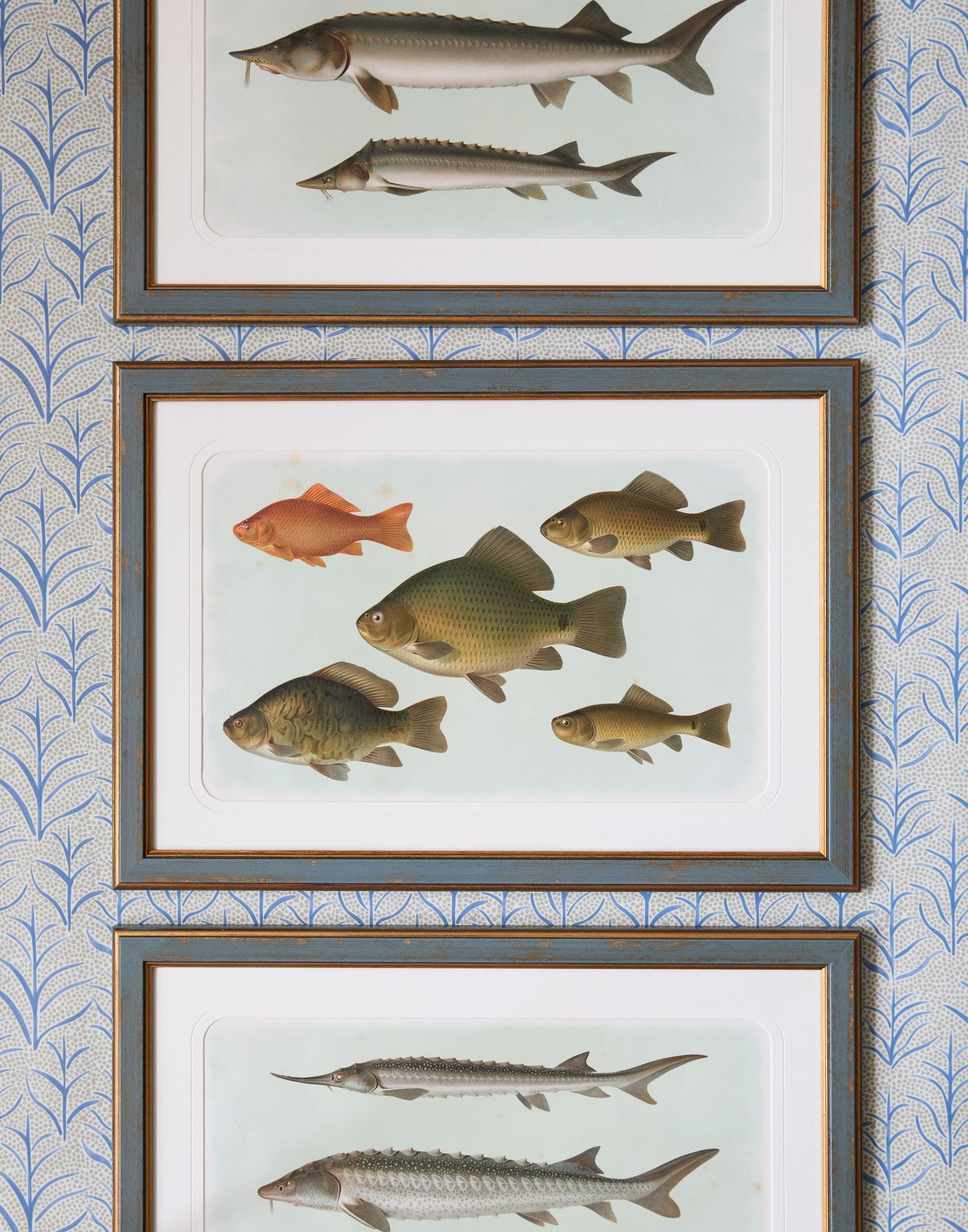 A Set of Six Early 20th Century Coloured Chromolithographs of Freshwater Fish from Central Europe