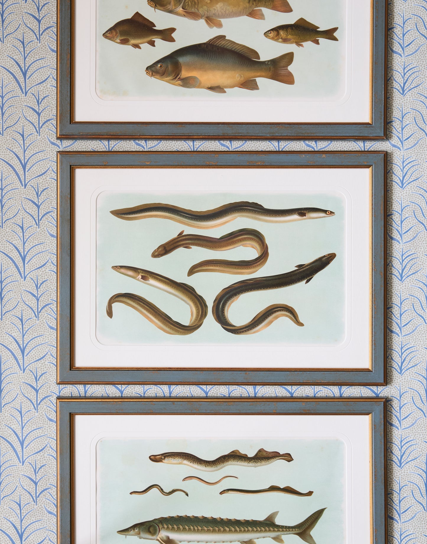 A Set of Six Early 20th Century Coloured Chromolithographs of Freshwater Fish from Central Europe