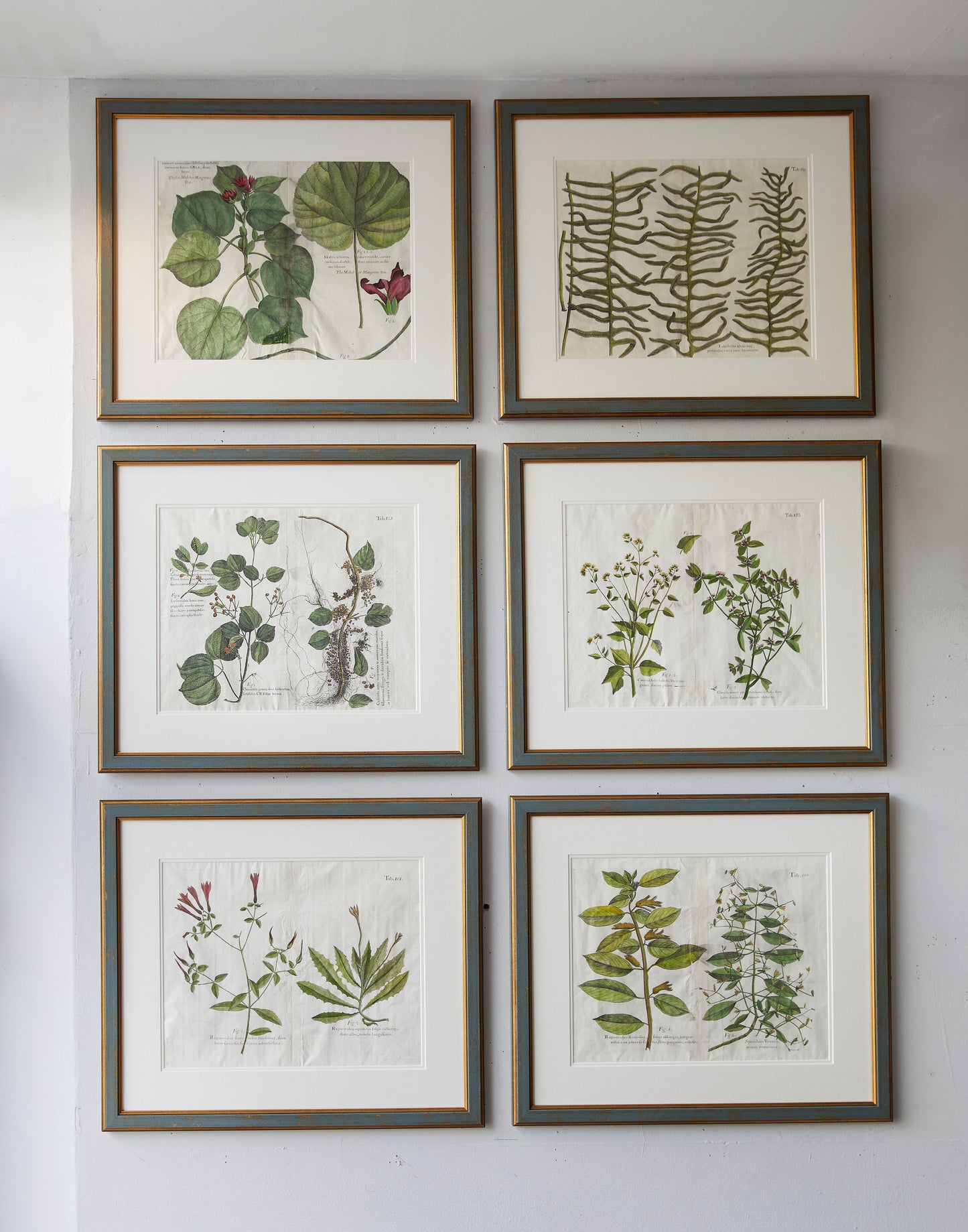 A Set of Seven Hand-coloured 18th Century Engravings of Jamaican Plants by Michael van der Gucht forHans Sloane (1660-1753)