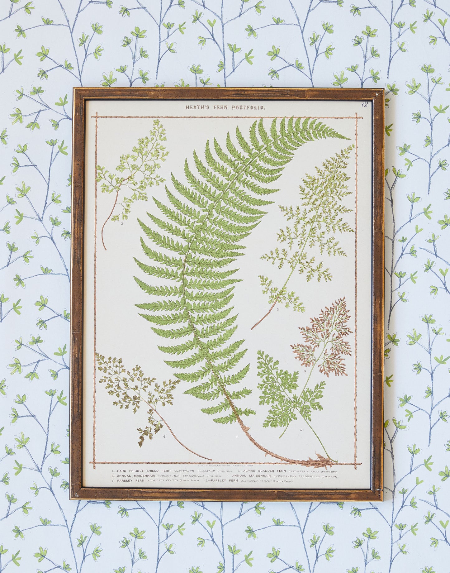 A Set of Fifteen Chromolithograph Fern Prints from Francis George Heath's Fern Portfolio circa 1885