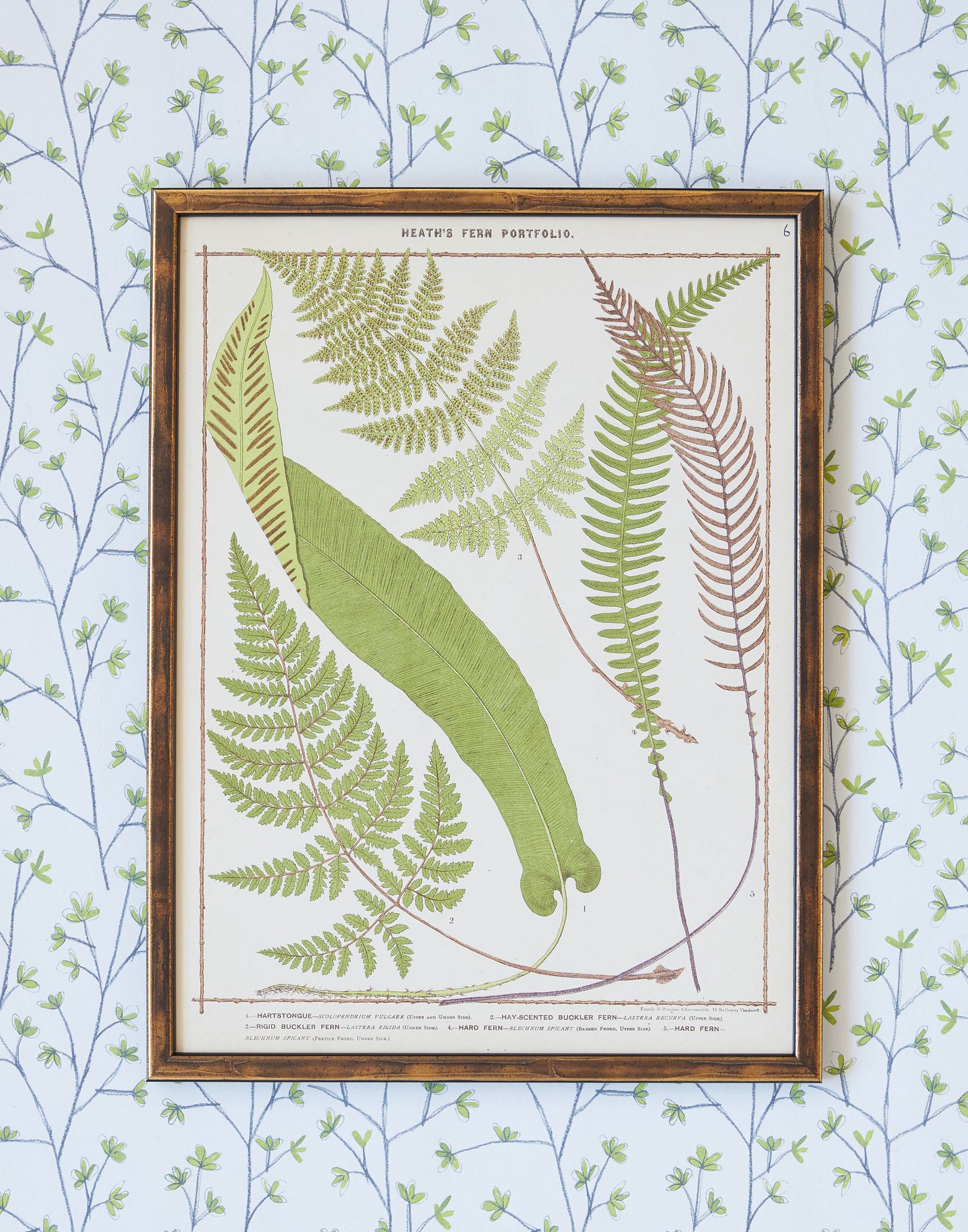 A Set of Fifteen Chromolithograph Fern Prints from Francis George Heath's Fern Portfolio circa 1885