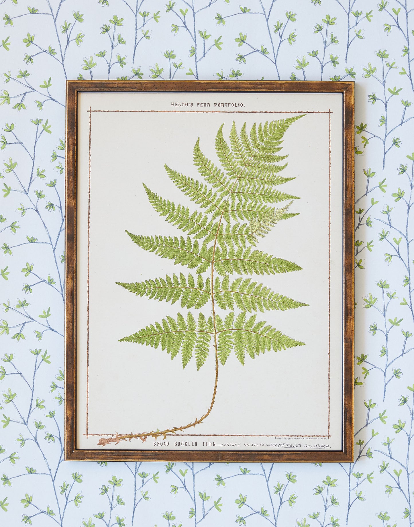 A Set of Fifteen Chromolithograph Fern Prints from Francis George Heath's Fern Portfolio circa 1885