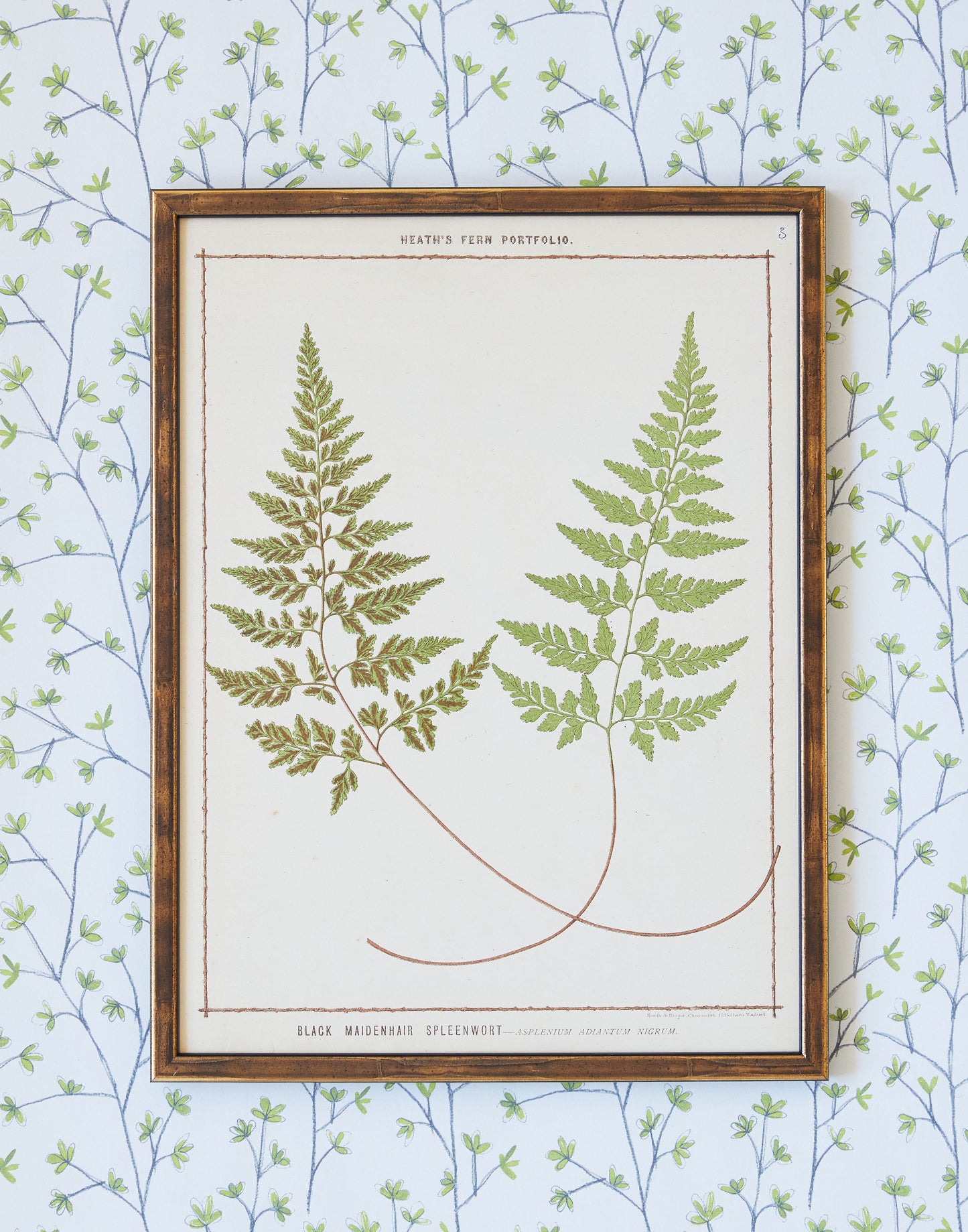 A Set of Seven Chromolithograph Fern Prints from Francis George Heath's Fern Portfolio circa 1885