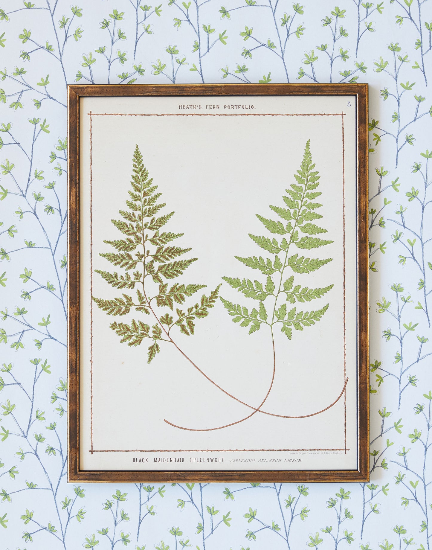 A Set of Three Chromolithograph Fern Prints from Francis George Heath's Fern Portfolio circa 1885