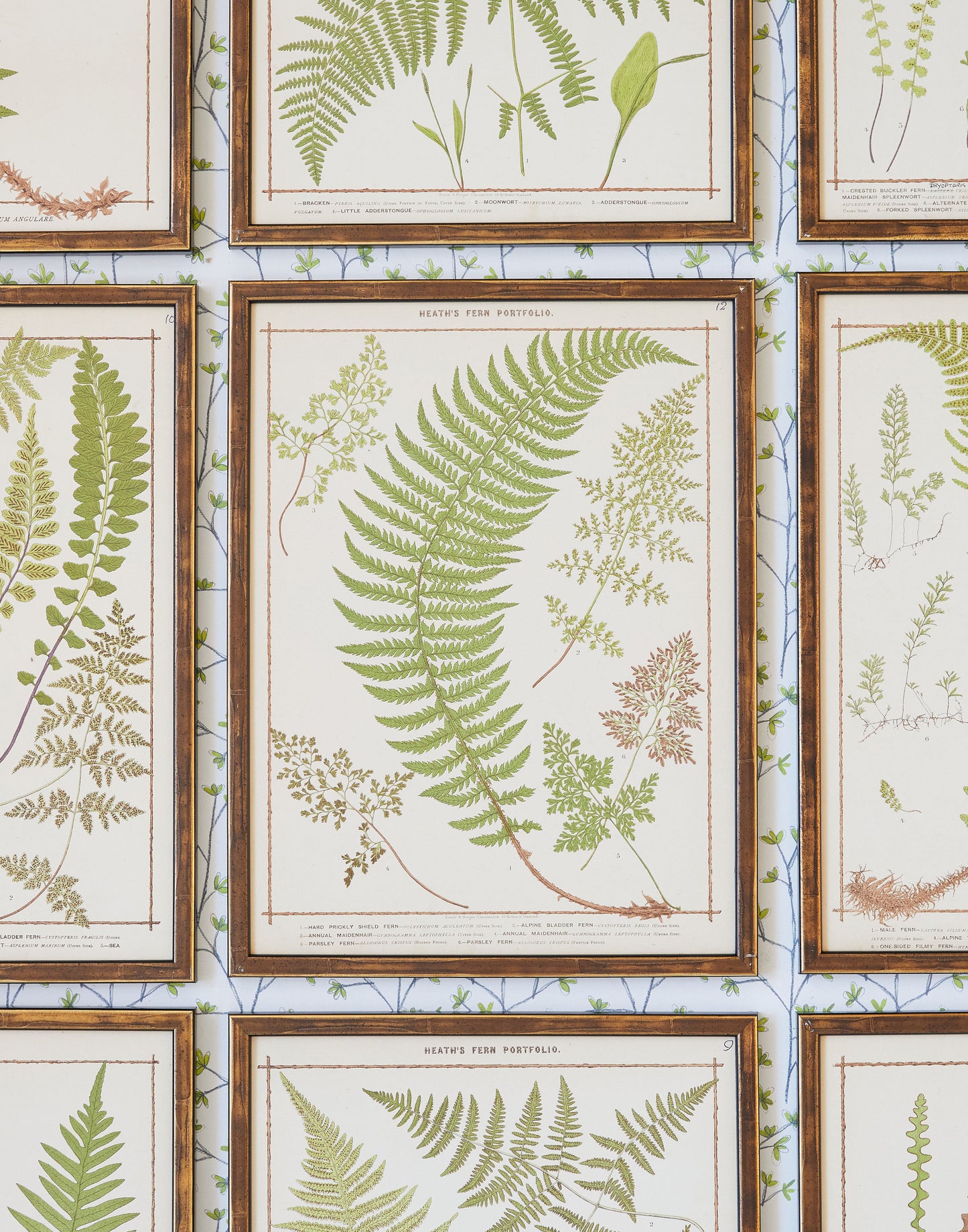 A Set of Fifteen Chromolithograph Fern Prints from Francis George Heath's Fern Portfolio circa 1885