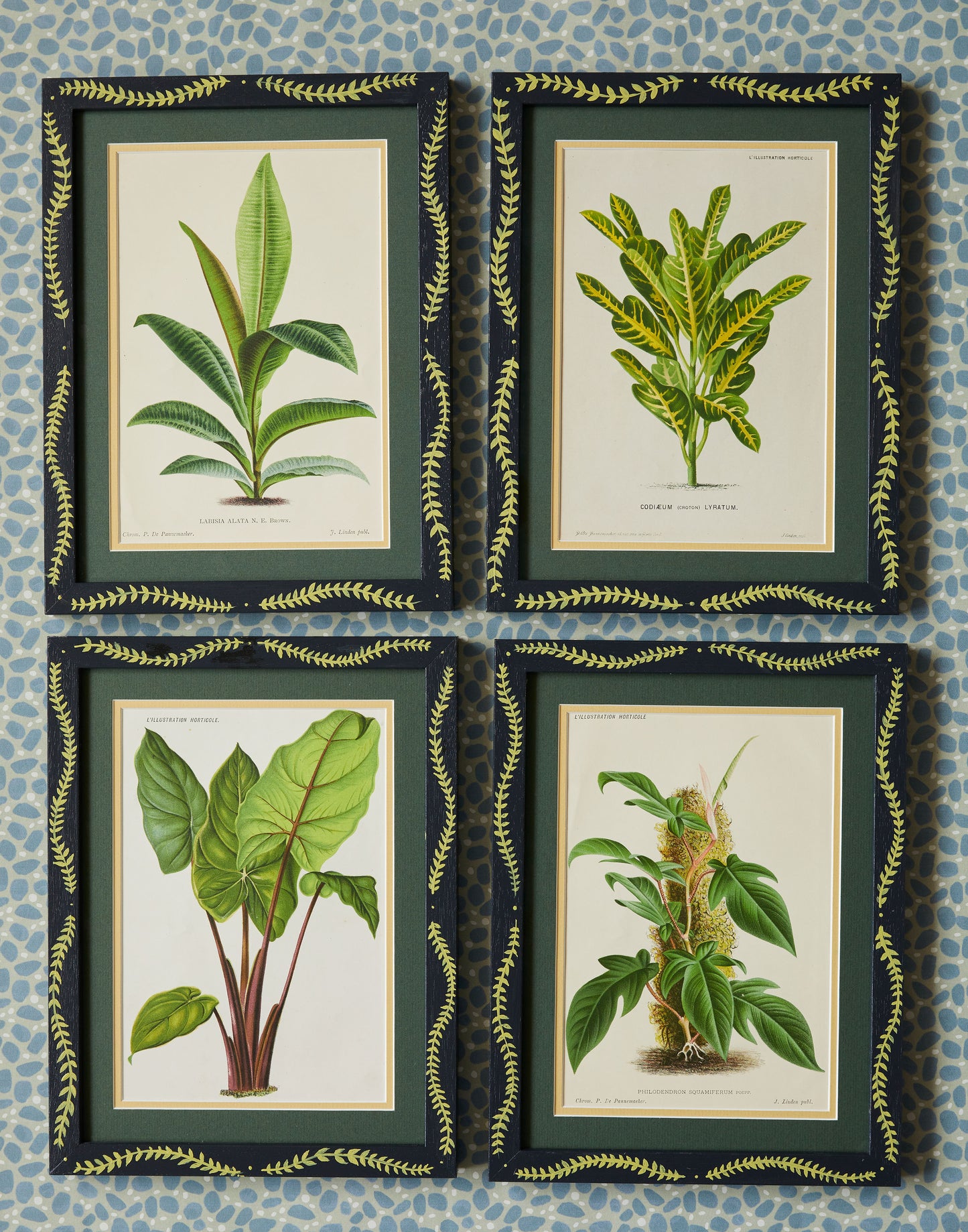 A Set of Four Botanical Prints from L'Illustration Horticole Edited by Charles Antoine Lemaire (1800-1871)