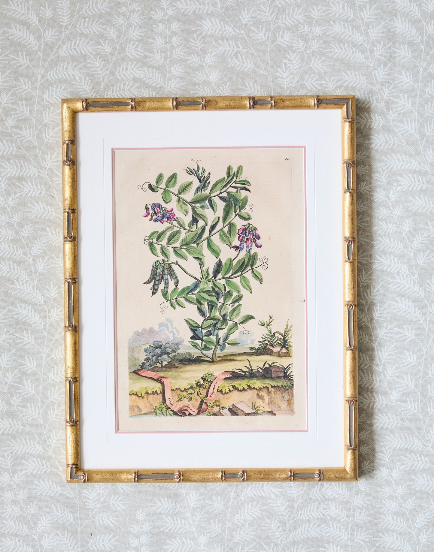 A Set of Eight Antique Hand-coloured Folio Copper Plate Prints by Abraham Munting (1626 - 1683)