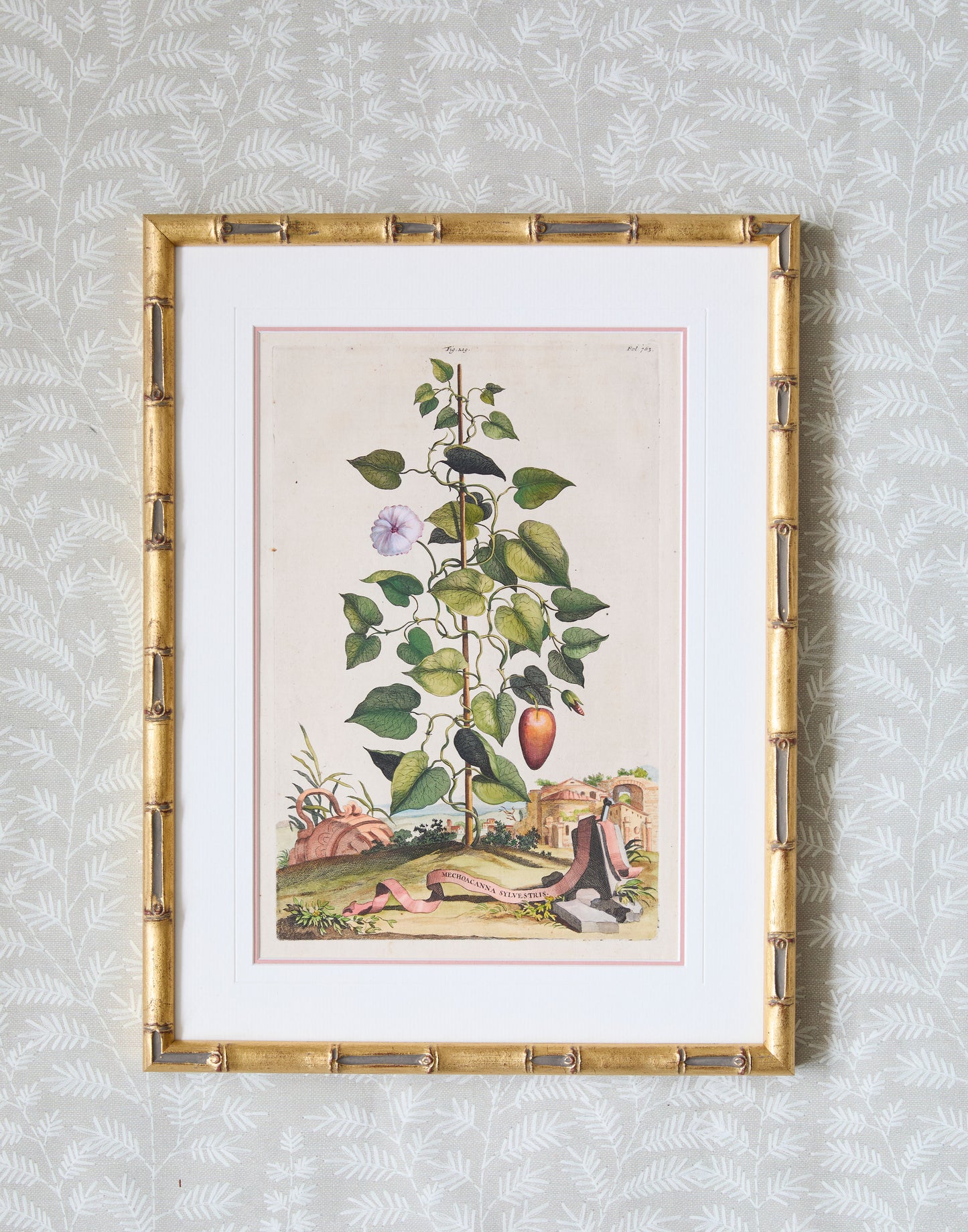 A Set of Eight Antique Hand-coloured Folio Copper Plate Prints by Abraham Munting (1626 - 1683)