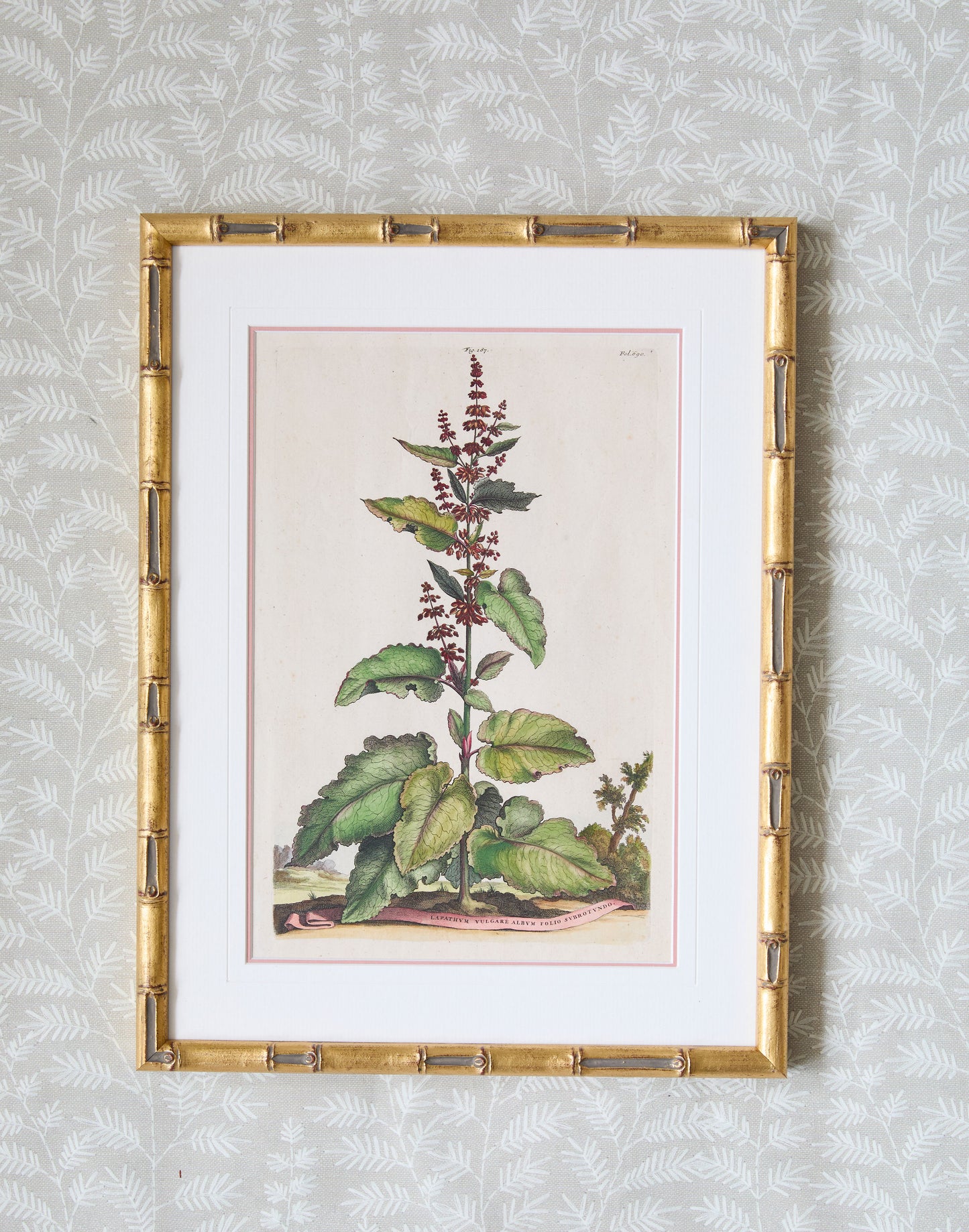 A Set of Eight Antique Hand-coloured Folio Copper Plate Prints by Abraham Munting (1626 - 1683)