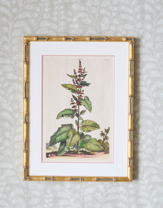 A Pair of Antique Hand-coloured Folio Copper Plate Prints by Abraham Munting (1626 - 1683)