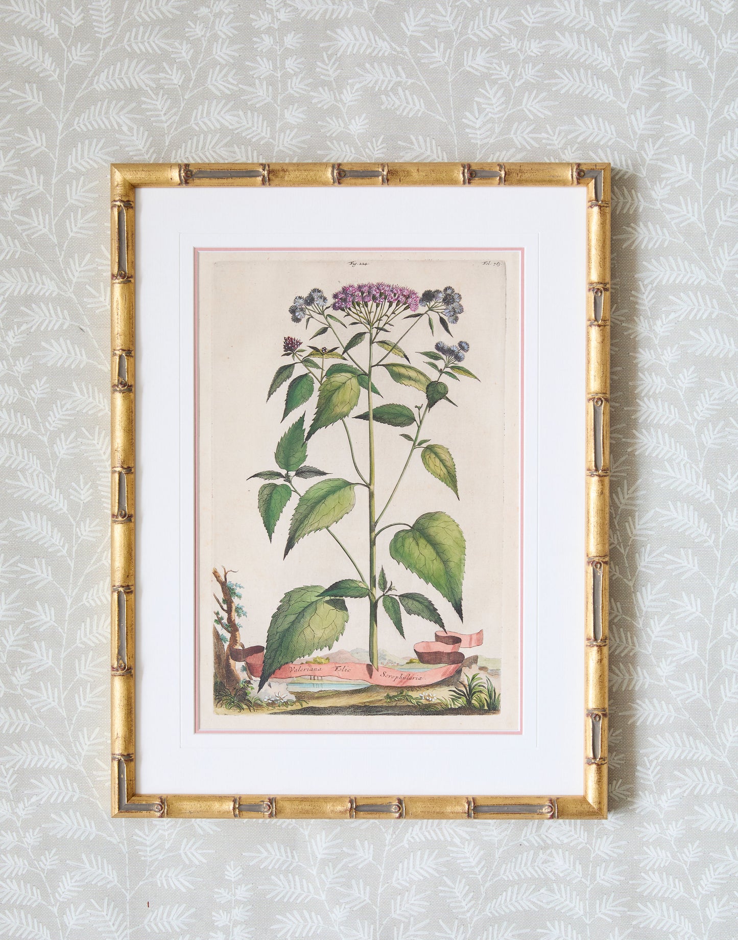 A Set of Eight Antique Hand-coloured Folio Copper Plate Prints by Abraham Munting (1626 - 1683)