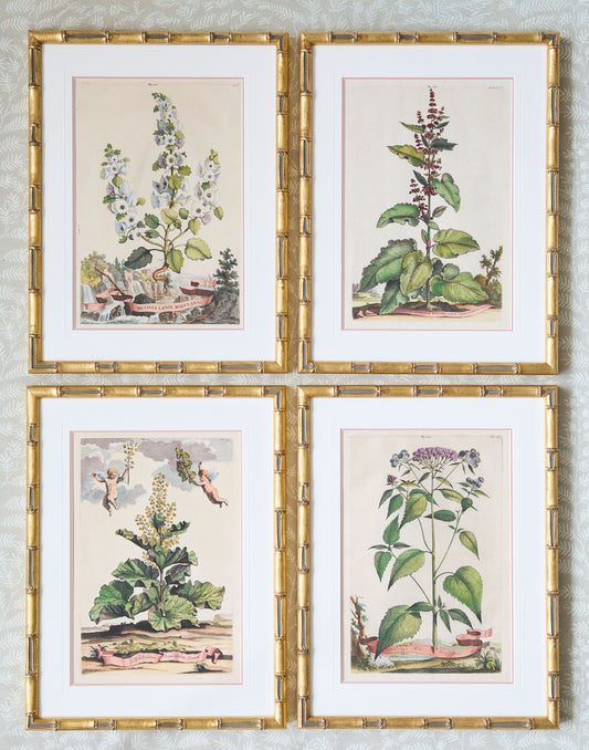 A Set of Eight Antique Hand-coloured Folio Copper Plate Prints by Abraham Munting (1626 - 1683)