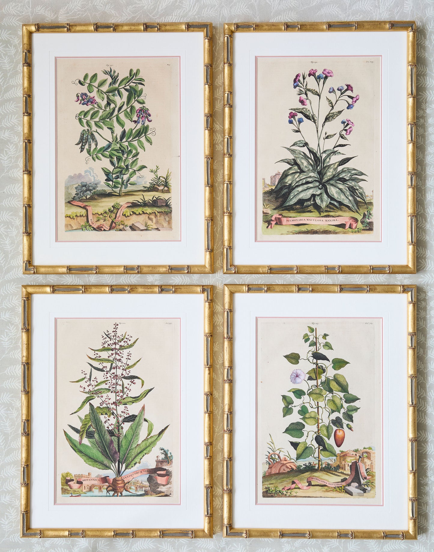 A Set of Eight Antique Hand-coloured Folio Copper Plate Prints by Abraham Munting (1626 - 1683)