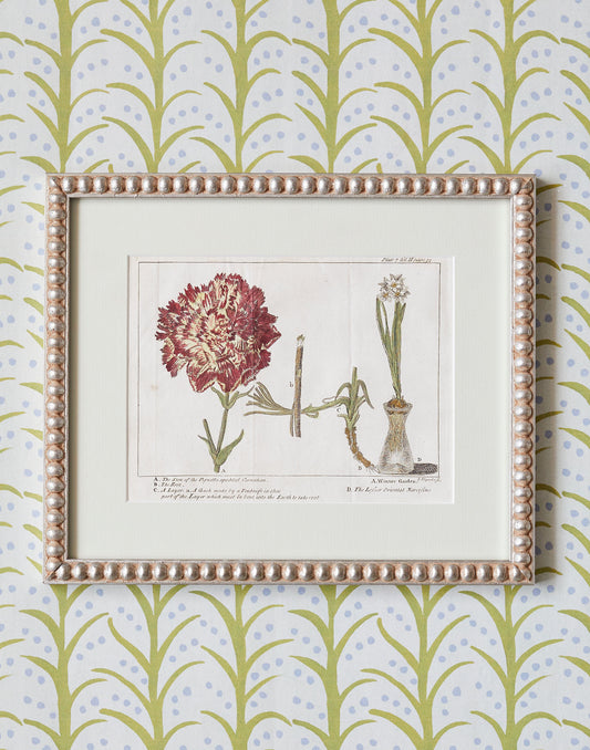 A Set of Six 18th Century Hand-coloured Copper Engravings of Trees and Plants by James Mynde