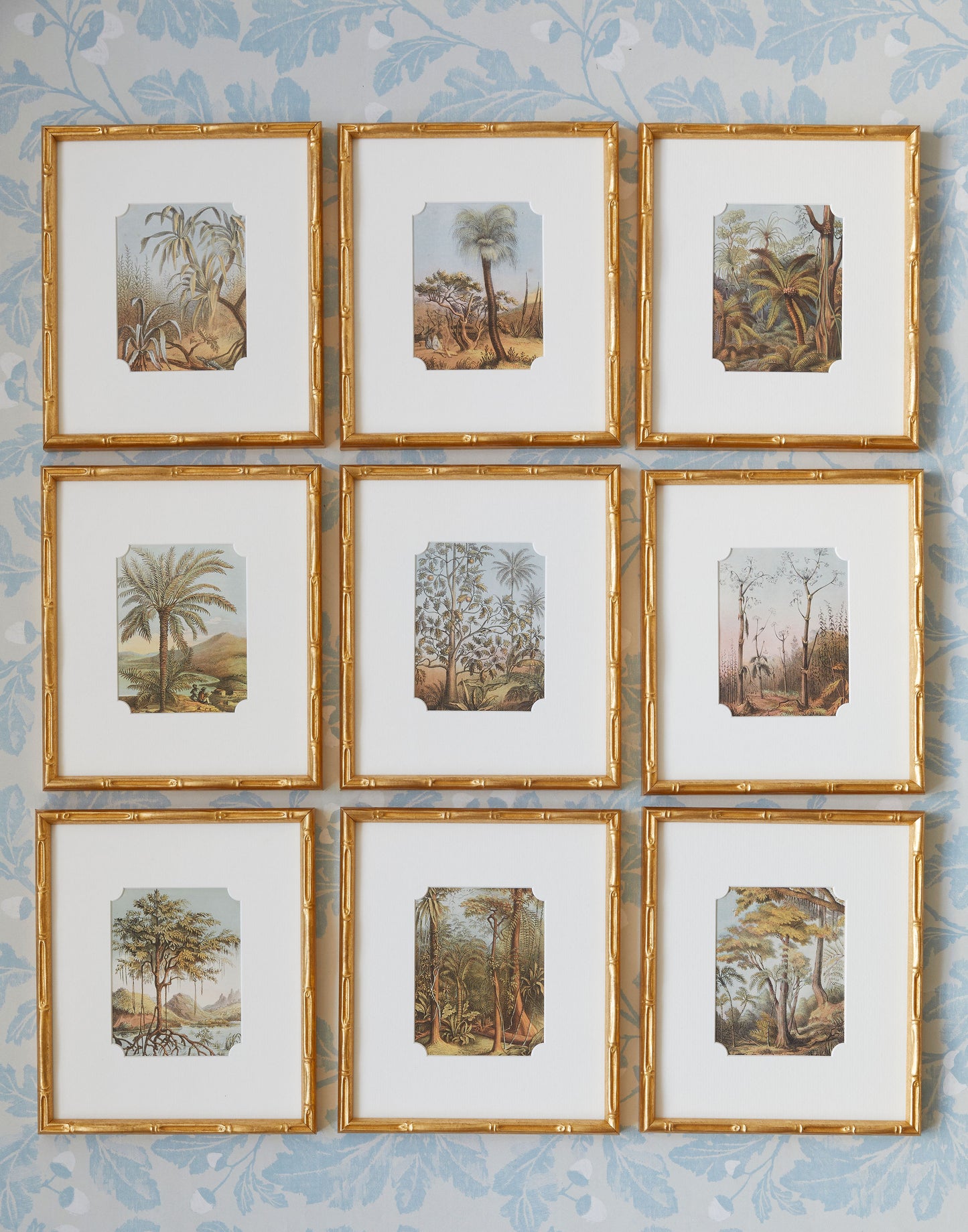 A Set of Eleven Antique Colour Printed Lithographs of Trees and Palms by Maria E Catlow and Charles Daubeny