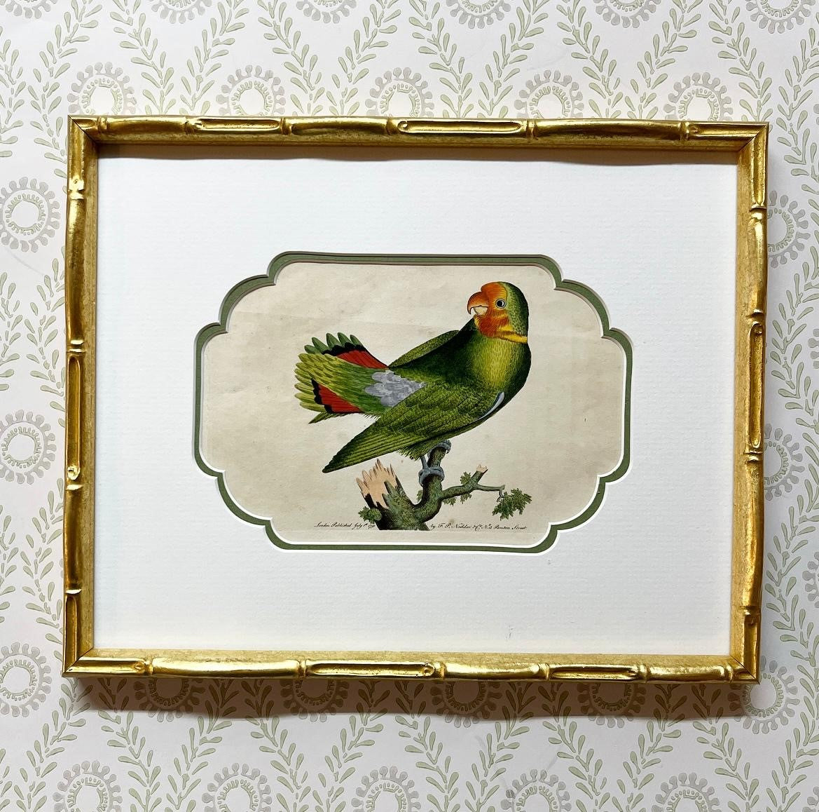 A Set of Three 19th century Engravings of Parrots by Frederick Polydore Nodder (fl 1770-1800)