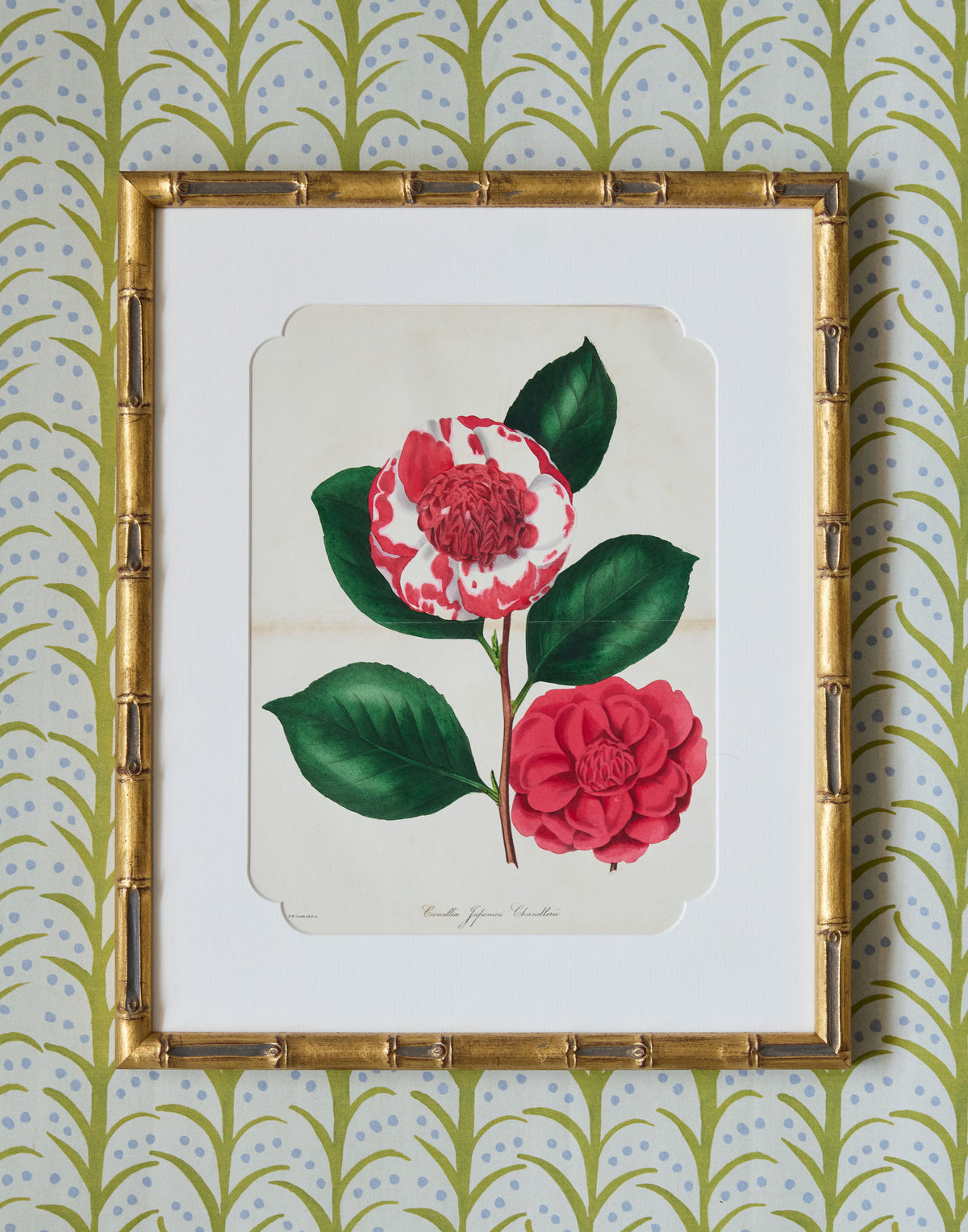 A Set of Eight Hand-Coloured Engravings for Sir Joseph Paxton's Magazine of Botany and Register of Flowering Plants