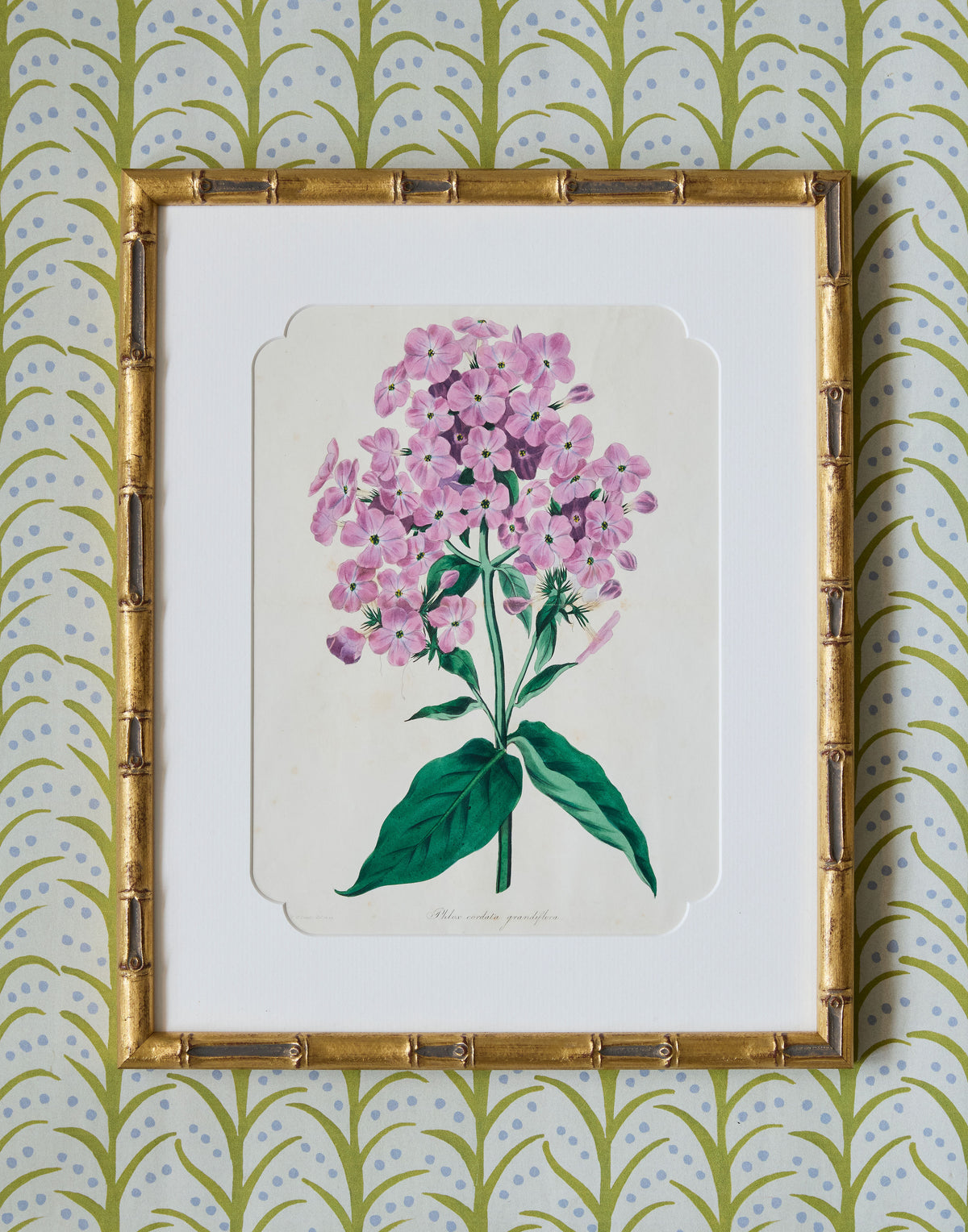 A Set of Eight Hand-Coloured Engravings for Sir Joseph Paxton's Magazine of Botany and Register of Flowering Plants