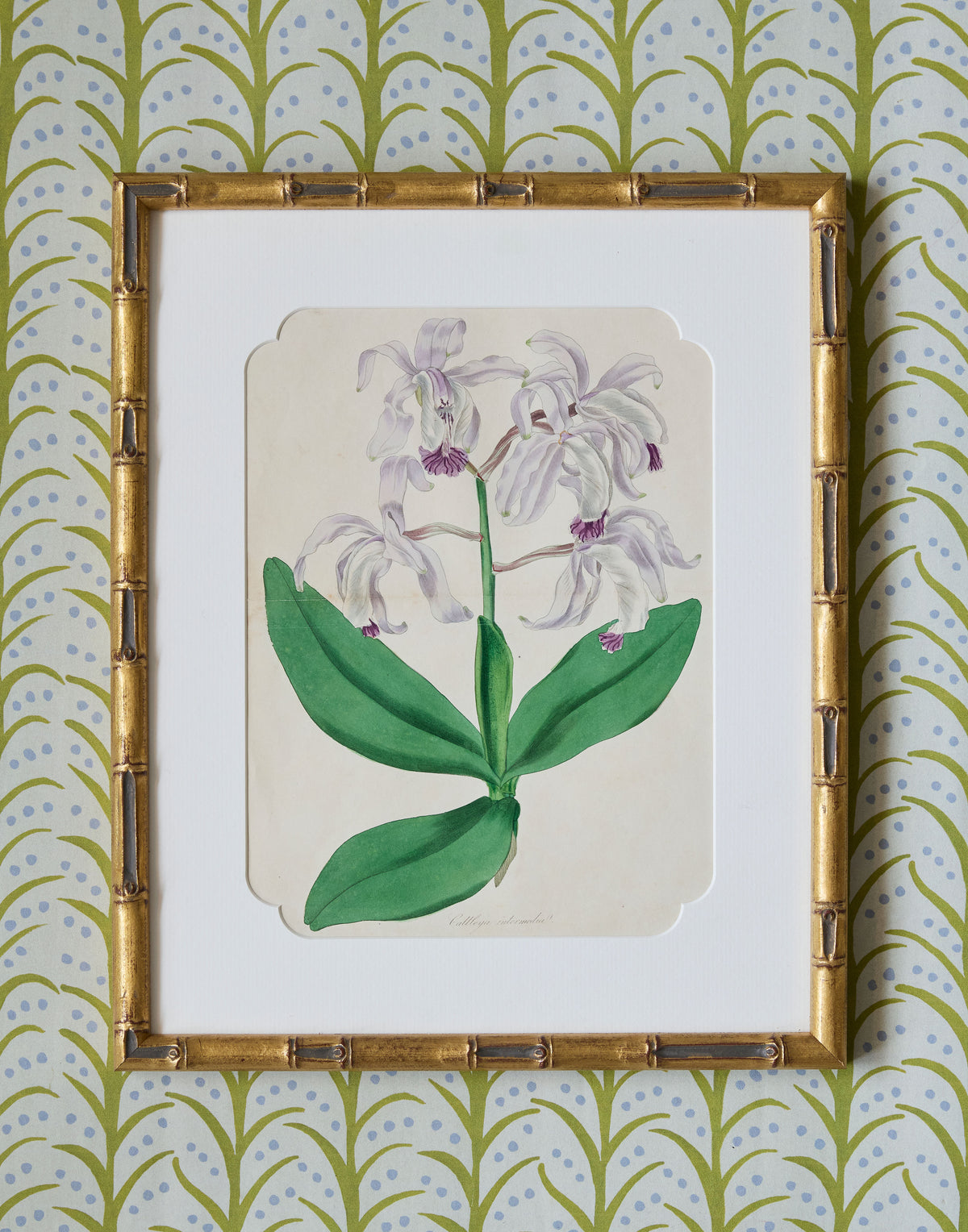 A Set of Eight Hand-Coloured Engravings for Sir Joseph Paxton's Magazine of Botany and Register of Flowering Plants