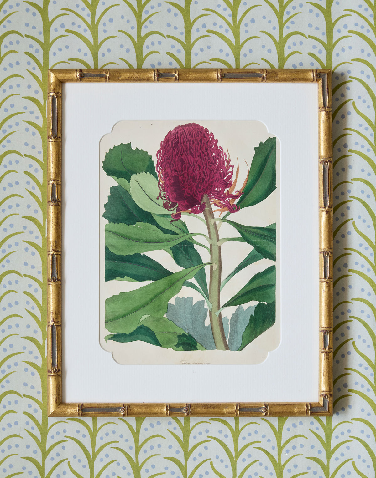 A Set of Eight Hand-Coloured Engravings for Sir Joseph Paxton's Magazine of Botany and Register of Flowering Plants