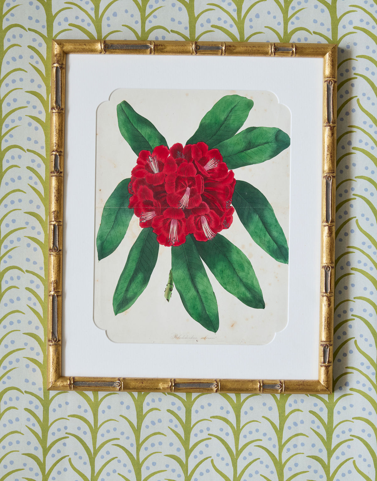 A Set of Eight Hand-Coloured Engravings for Sir Joseph Paxton's Magazine of Botany and Register of Flowering Plants