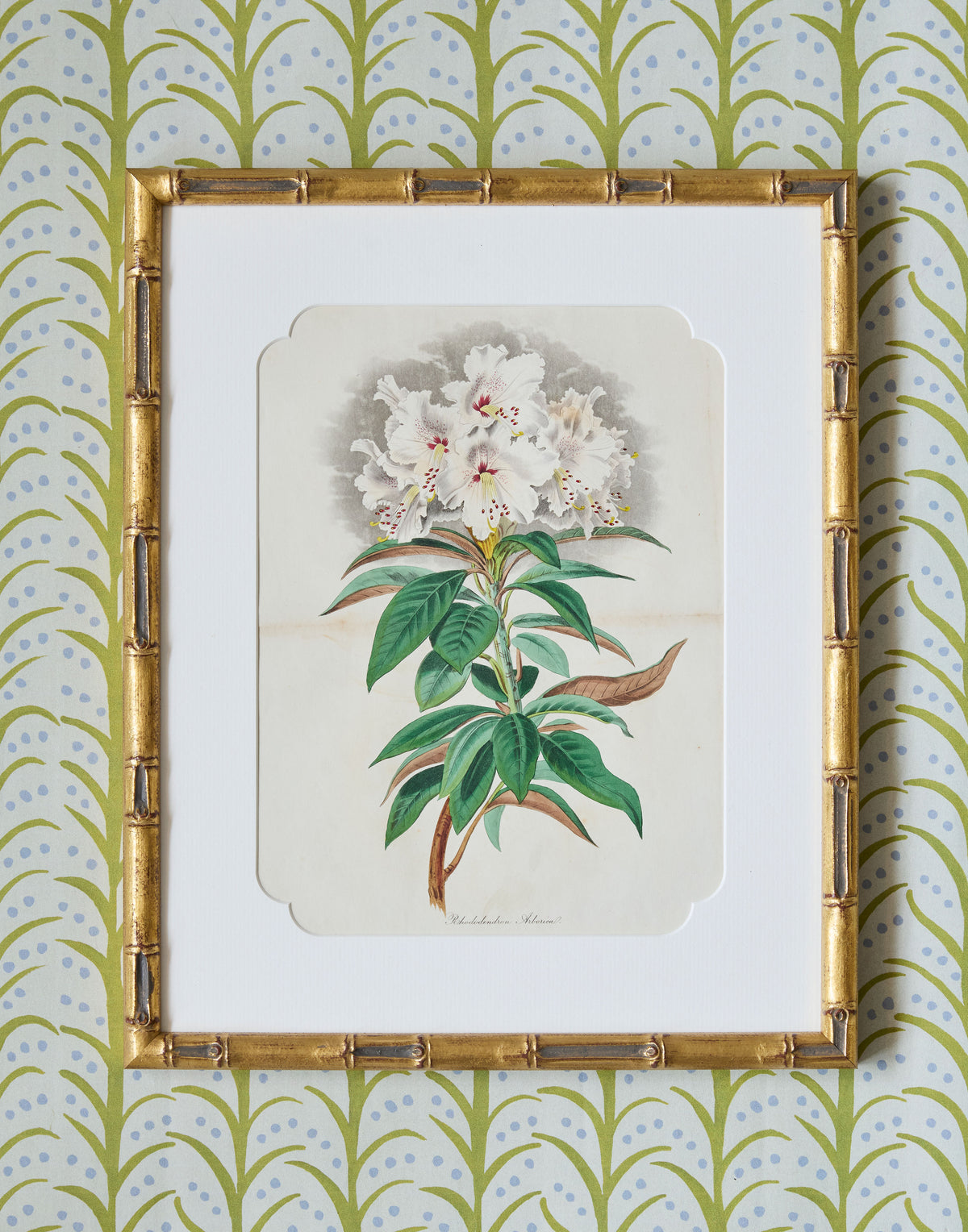 A Set of Eight Hand-Coloured Engravings for Sir Joseph Paxton's Magazine of Botany and Register of Flowering Plants