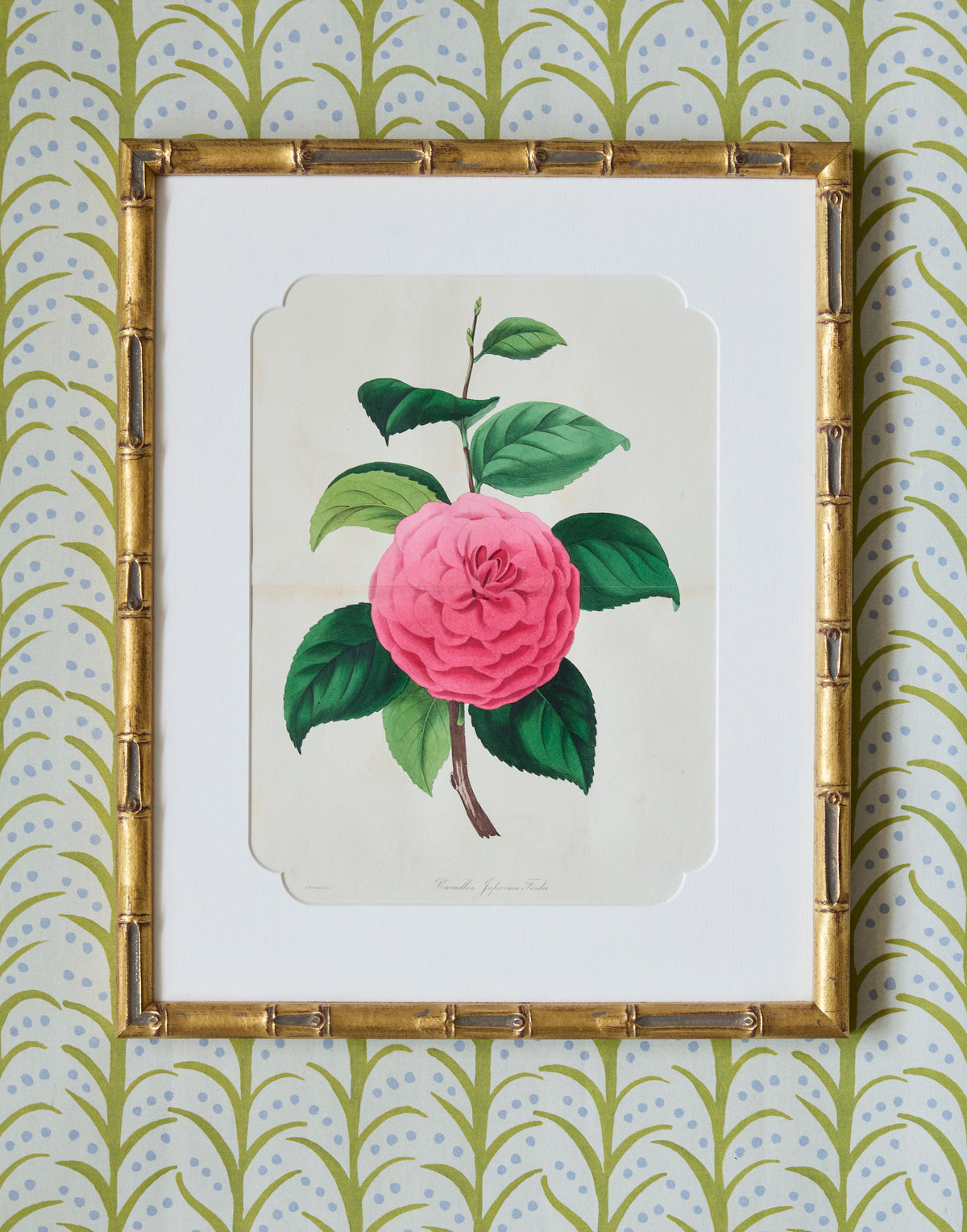 A Set of Eight Hand-Coloured Engravings for Sir Joseph Paxton's Magazine of Botany and Register of Flowering Plants