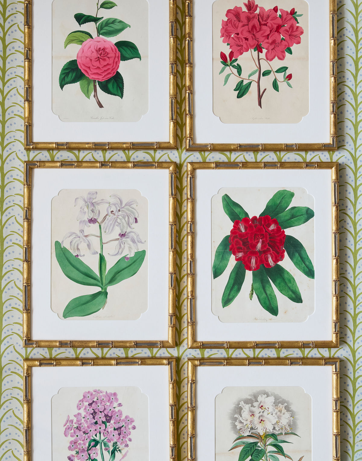 A Set of Eight Hand-Coloured Engravings for Sir Joseph Paxton's Magazine of Botany and Register of Flowering Plants