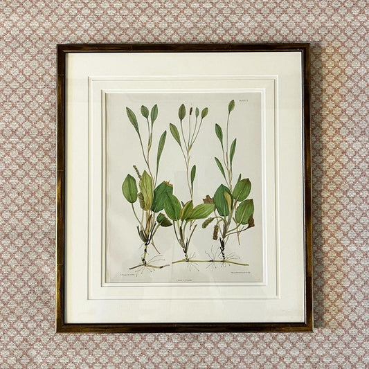 A Set of Six Hand-coloured 19th Century Lithographs of Pondweeds