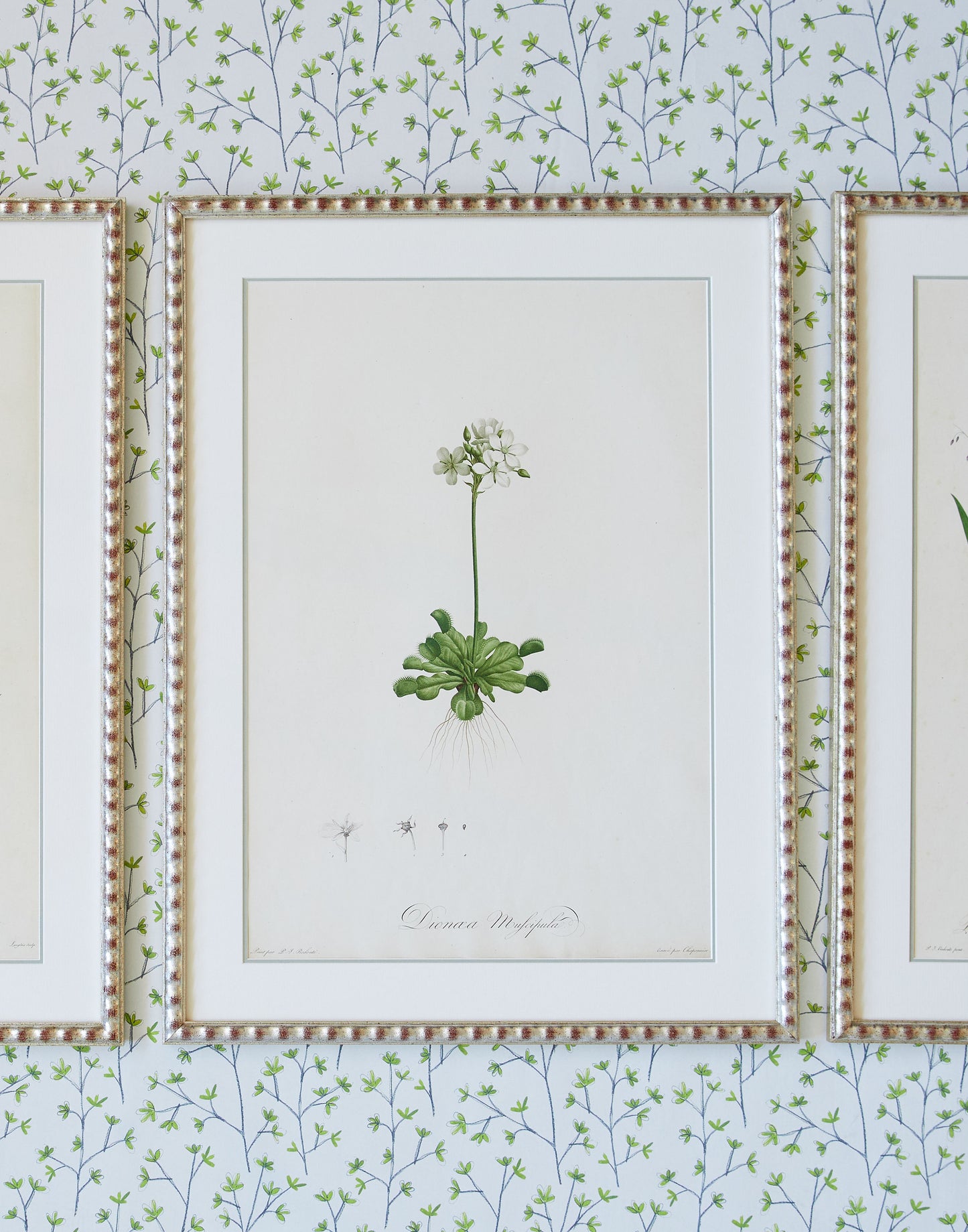 A Set of Six Large 19th Century Hand-Coloured Botanical Engravings after Pierre Joseph Redoute