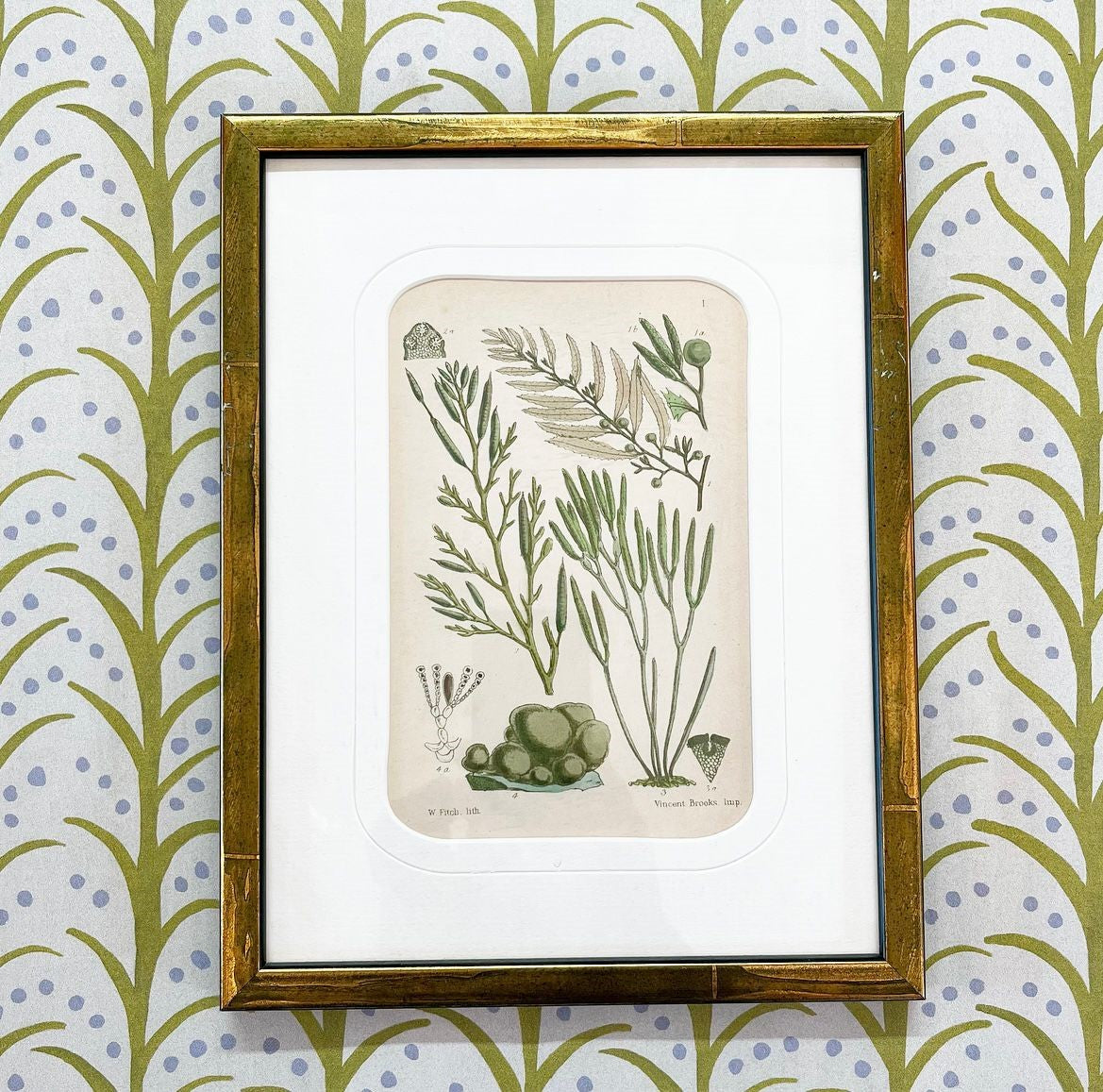 A Set of Three Antique Prints of British Seaweed