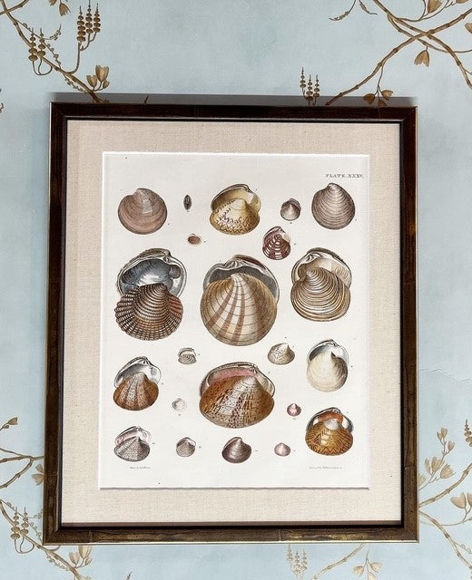 Shell Engravings A Set of Six Early 19th Century Hand-Coloured Shell Engravings by Capt ...
