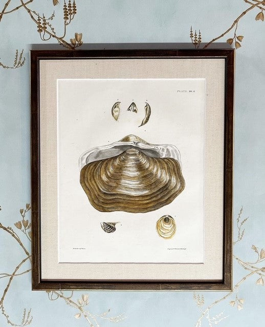 A Set of Six Early 19th Century Hand-Coloured Shell Engravings by Captain Thomas Brown