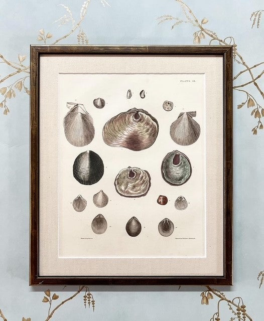 A Set of Six Early 19th Century Hand-Coloured Shell Engravings by Captain Thomas Brown