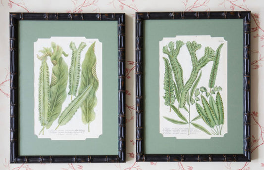 A Pair of 18th Century Botanical Engravings by Johann Weinmann