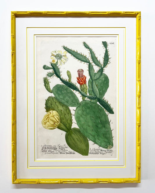 A Pair of Antique Engravings of Cacti by Johnann Weinmann
