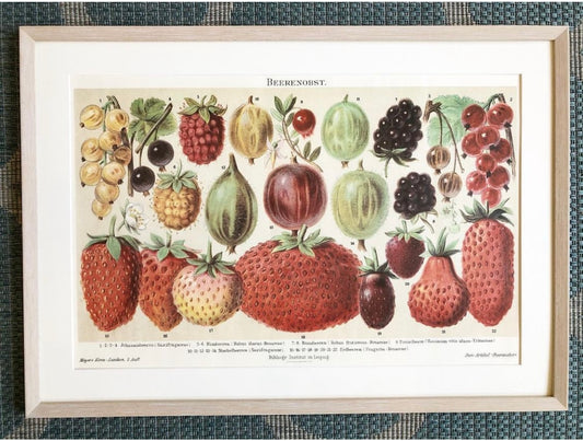 A Vintage Poster of Berry Fruit, after Meyers Konversations-Lexikon Encyclopedia, 1897