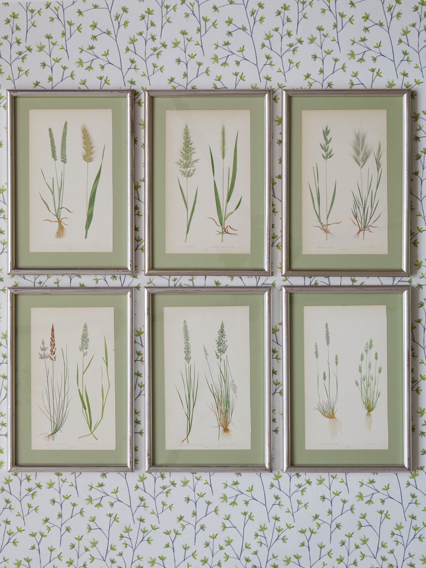A Set of Six Antique Prints of Grasses