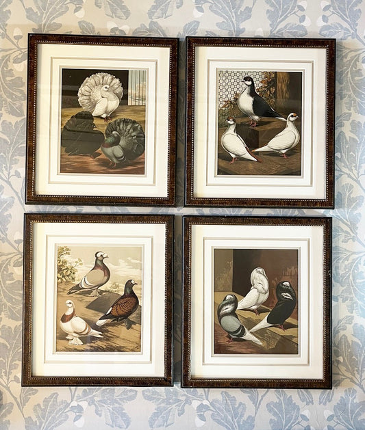 A Set of Antique Lithographs of Pigeons