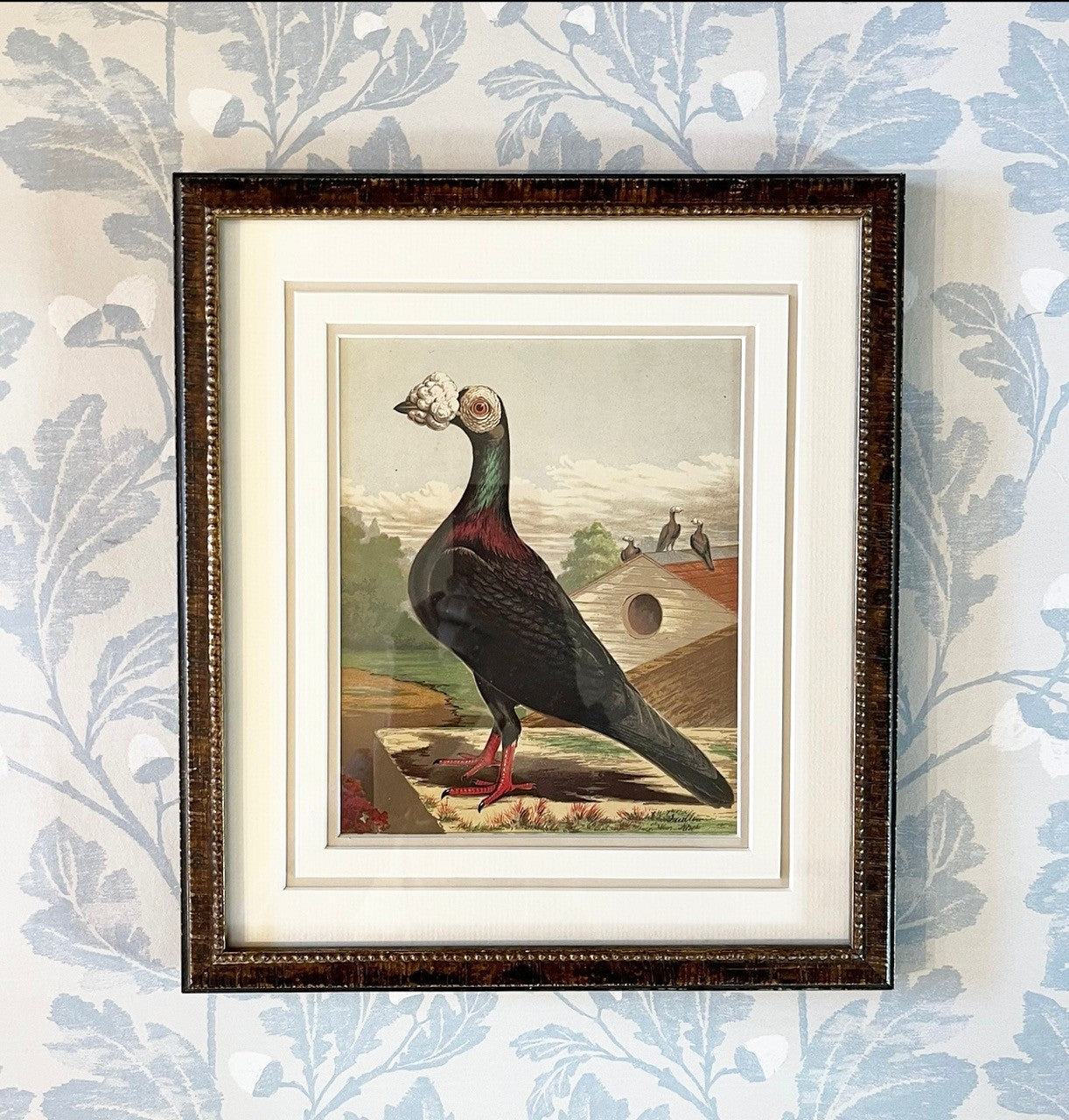 A Set of Antique Lithographs of Pigeons