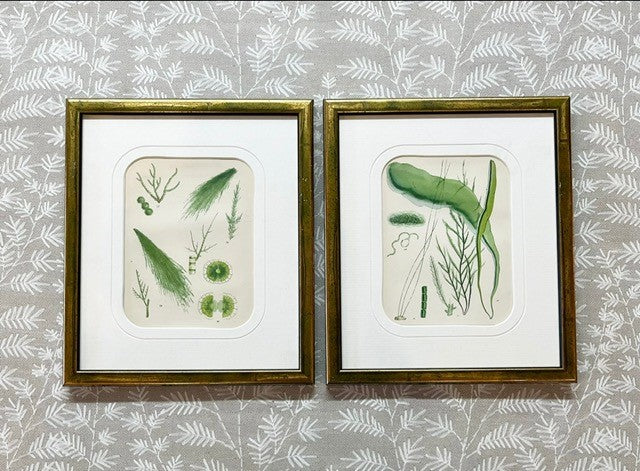 A Pair of Hand-Coloured Antique Prints of British Seaweeds