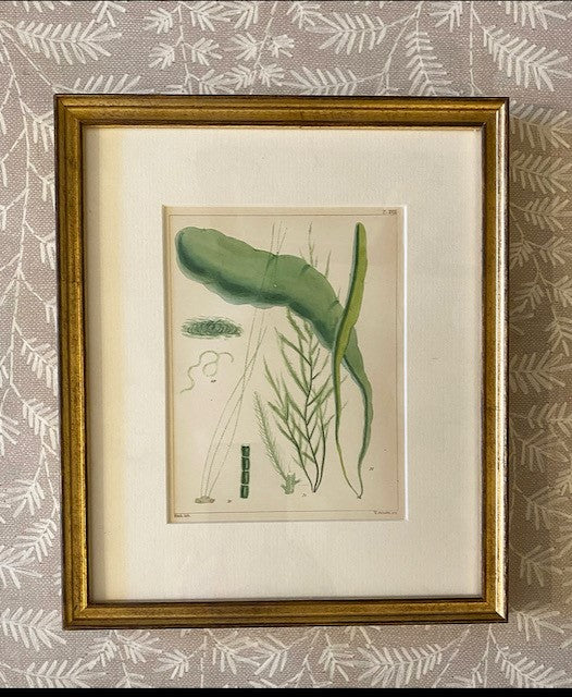 An Antique hand-coloured antique print of British Seaweed